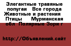 Элегантные травяные попугаи - Все города Животные и растения » Птицы   . Мурманская обл.,Полярные Зори г.